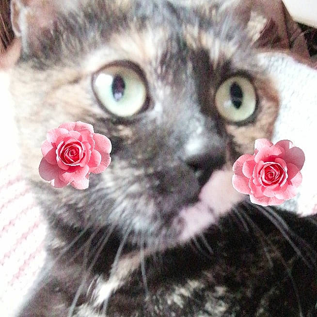 Mistinguette a rejoint le concours — aidez-le/la à gagner de superbes lots ! carnivore, cat, ear, european_shorthair, eye, felidae, flower, fur, kitten, love, nose, pink, plant, small_to_medium_sized_cats, snout, tabby_cat, whiskers
