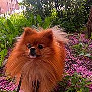 Rocky a rejoint le concours — aidez-le/la à gagner de superbes lots ! dog, pomeranian, fluffy, orange, pet, animal, outdoor, nature, flowers, greenery, pink_petals, leafy, garden, cute, small_dog, fur, portrait, leash, sunlight, background_blur