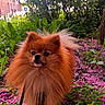 dog, pomeranian, fluffy, orange, pet, animal, outdoor, nature, flowers, greenery, pink_petals, leafy, garden, cute, small_dog, fur, portrait, leash, sunlight, background_blur