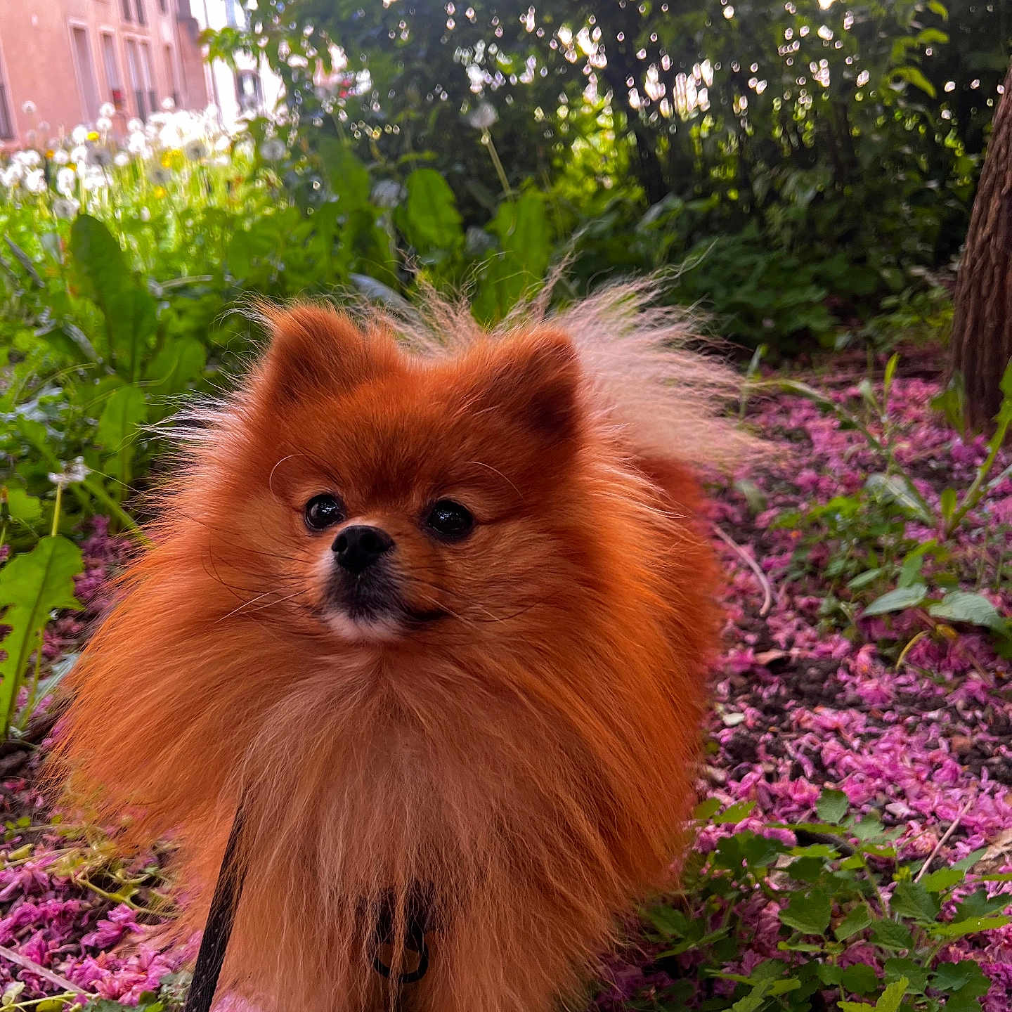 Rocky a rejoint le concours — aidez-le/la à gagner de superbes lots ! dog, pomeranian, fluffy, orange, pet, animal, outdoor, nature, flowers, greenery, pink_petals, leafy, garden, cute, small_dog, fur, portrait, leash, sunlight, background_blur