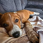 Ozzy joined the competition — help win amazing prizes! animal, blanket, brown, close_up, comfortable, couch, cozy, cute, dog, fur, home, indoor, paw, pet, puppy, relaxing, resting, snout, soft, white