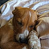 Ozzy joined the competition — help win amazing prizes! animal, blanket, brown_fur, closeup, companion, cozy, cute, dog, domestic_animal, fur, indoor, paw, peaceful, pet, puppy, relaxing, resting, sleeping, snout, soft