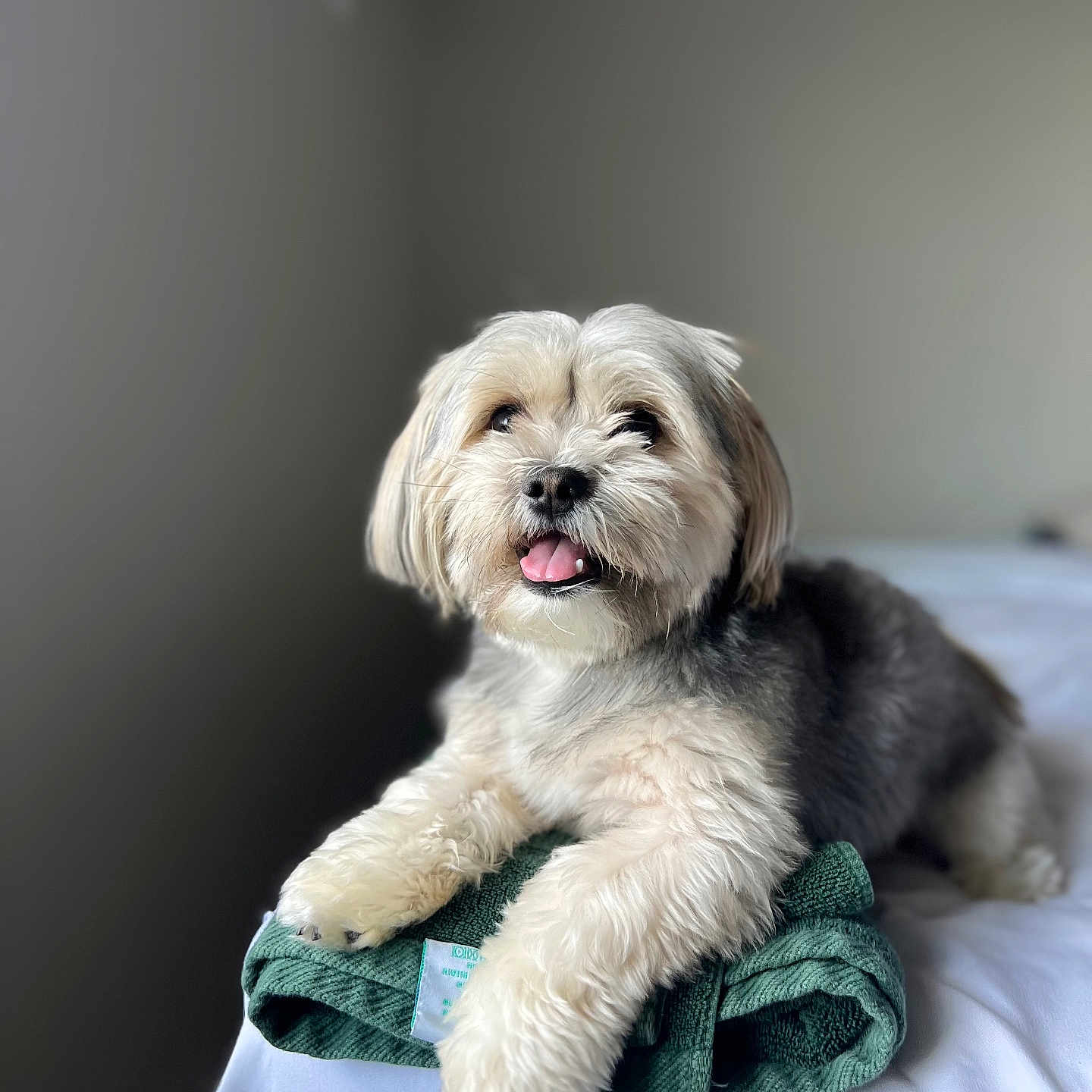 Nova joined the competition — help win amazing prizes! dog, pet, fluffy, towel, bed, indoor, happy, tongue_out, fur, canine, animal, relaxed, portrait, cute, small_dog, white, gray, soft_light, cozy, home
