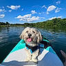 Nova joined the competition — help win amazing prizes! dog, water, lake, paddleboard, blue_sky, clouds, trees, outdoor, sunny, happy, pet, tongue_out, nature, summer, recreation, adventure, animal, floating, water_sport, canine