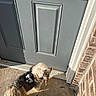 dog, leash, harness, stick, door, porch, concrete, brick_wall, sunlight, shadow, pet, animal, outdoor, front_door, walking, small_dog, fur, canine, sidewalk, house