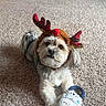 Nova is registered to the contest to win money with this photo: dog, small_dog, carpet, toy, plush_toy, reindeer_hat, pet, indoor, living_room, furniture, shelf, cute, animal, holiday_costume, brown, white, fur, playful, lying_down, decor