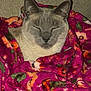 Biddy Boy is registered to the contest to win money with this photo: cat, animal, pet, cozy, blanket, pink, floral_pattern, indoor, feline, sleeping, cute, warm, resting, soft, comfort, fur, snuggled, relaxed, couch, home