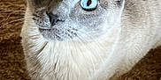 Biddy Boy joined the competition — help win amazing prizes! cat, siamese_cat, blue_eyes, pet, animal, fur, whiskers, indoor, carpet, closeup, curious, looking_up, mammal, cute, domestic_animal, feline, portrait, paws, eyes