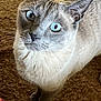 cat, siamese_cat, blue_eyes, pet, animal, fur, whiskers, indoor, carpet, closeup, curious, looking_up, mammal, cute, domestic_animal, feline, portrait, paws, eyes