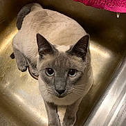 Biddy Boy is registered to the contest to win money with this photo: cat, siamese_cat, sink, kitchen, pink_towel, animal, pet, feline, curious, blue_eyes, domestic_cat, indoor, looking_up, whiskers, paws, fur, close_up, metal_surface, household, relaxed