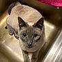 cat, siamese_cat, sink, kitchen, pink_towel, animal, pet, feline, curious, blue_eyes, domestic_cat, indoor, looking_up, whiskers, paws, fur, close_up, metal_surface, household, relaxed