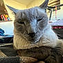 Biddy Boy is registered to the contest to win money with this photo: cat, siamese_cat, close_up, indoor, cozy, blanket, feline, pet, resting, domestic_animal, whiskers, ears, fur, home_interior, soft_light, relaxed, animal_face, closeup, comfortable, sleepy