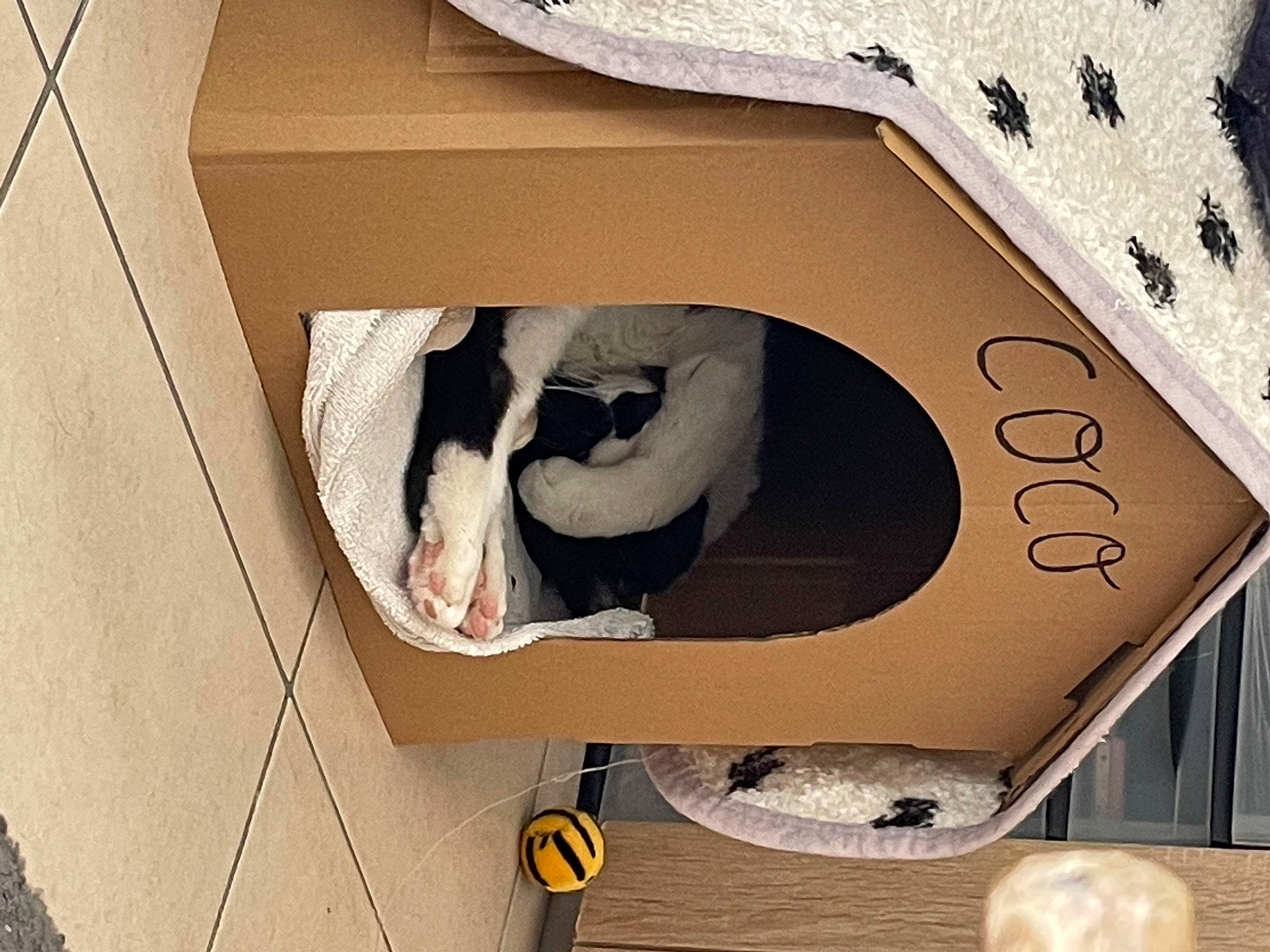 Comète a rejoint le concours — aidez-le/la à gagner de superbes lots ! art, box, cardboard, carton, circle, comfort, font, fur, packaging_and_labeling, packing_materials, paper, paper_product, pet_supply, plywood, rectangle, room, shipping_box, stairs, visual_arts, wood