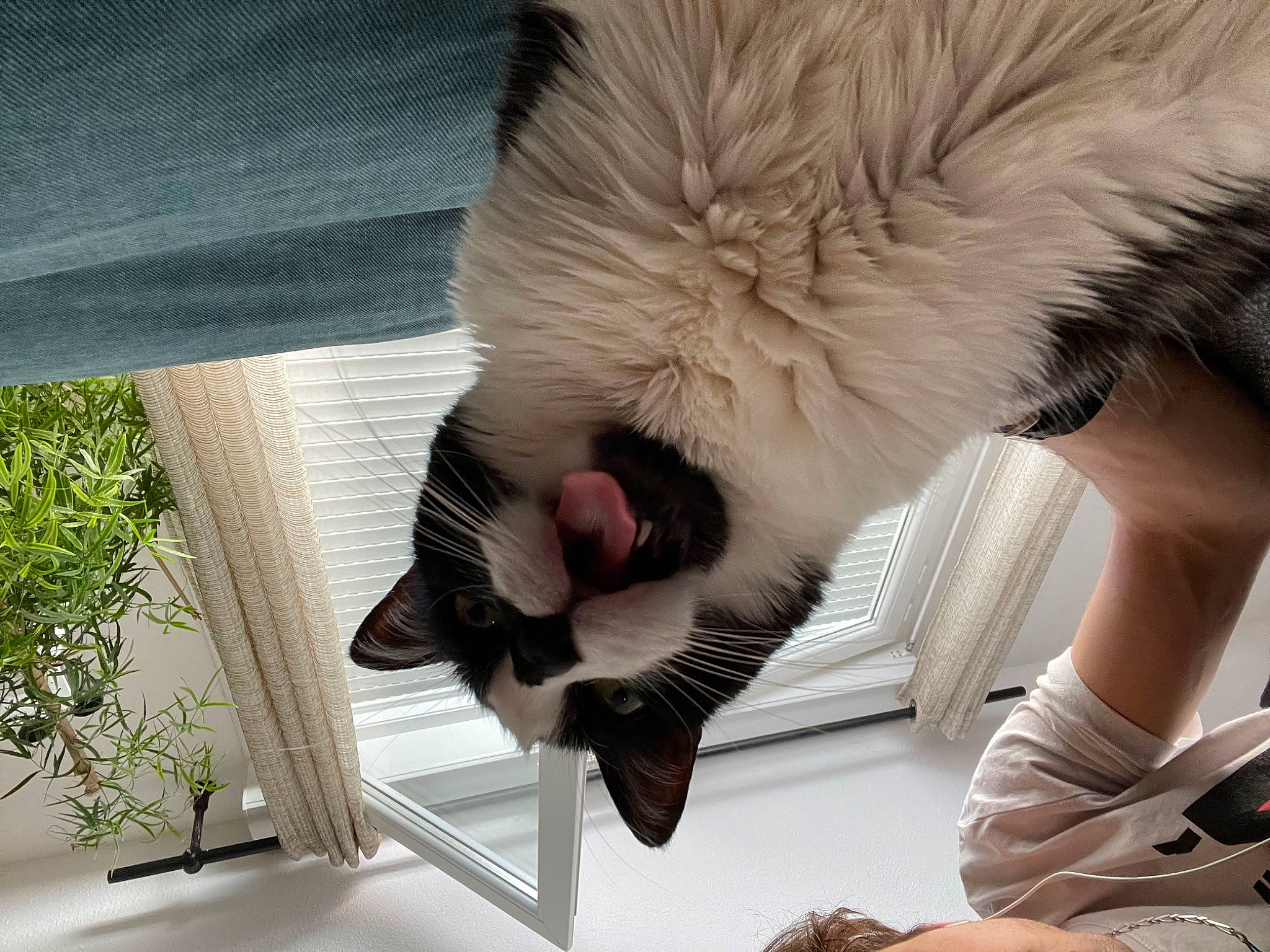 Comète participe au concours pour gagner de l'argent avec cette photo : carnivore, cat, comfort, companion_dog, dog_breed, felidae, foot, fur, gesture, human_leg, nap, paw, plant, small_to_medium_sized_cats, sporting_group, sunglasses, tail, thigh, whiskers, window