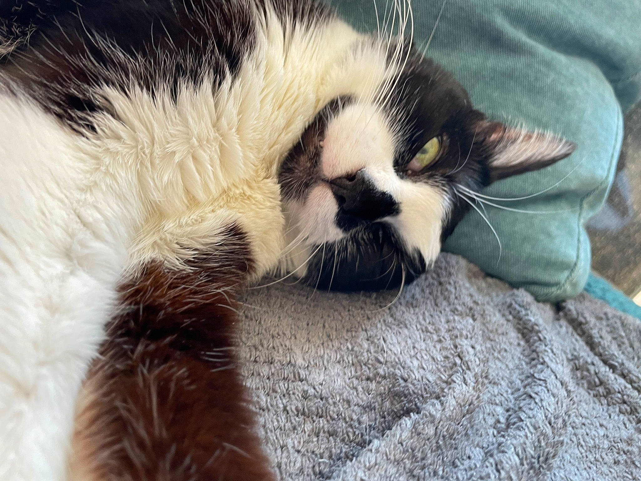 Comète participe au concours pour gagner de l'argent avec cette photo : carnivore, cat, cat_bed, claw, comfort, domestic_short_haired_cat, eyewear, felidae, fur, nap, paw, sleep, small_to_medium_sized_cats, snout, tail, terrestrial_animal, whiskers