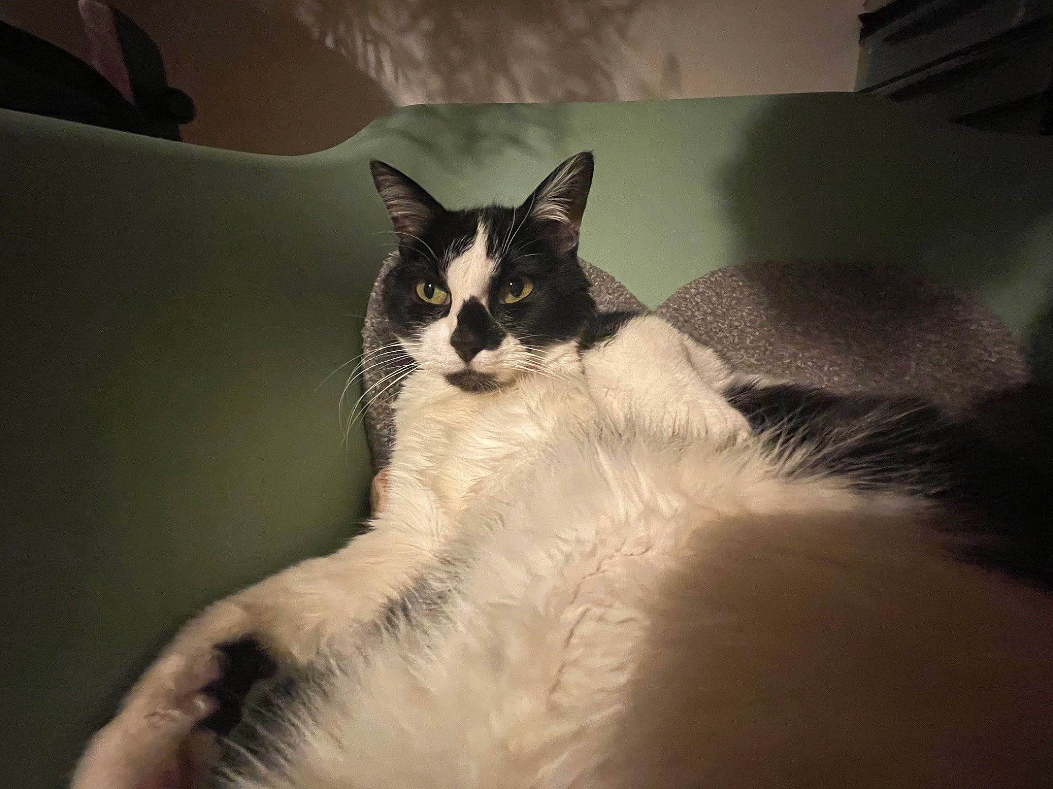 Comète participe au concours pour gagner de l'argent avec cette photo : carnivore, cat, cloud, comfort, darkness, domestic_short_haired_cat, felidae, fur, monochrome, monochrome_photography, paw, sky, small_to_medium_sized_cats, still_life_photography, tail, tints_and_shades, whiskers, window