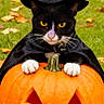 cat, black_and_white_cat, witch_hat, witch_costume, cape, halloween, pumpkin, jack_o_lantern, autumn, outdoor, grass, orange, portrait, animal, pet, whiskers, yellow_eyes, sitting, phone_screenshot, wallpaper
