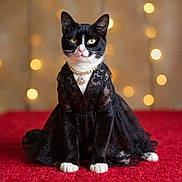 Babygirl joined the competition — help win amazing prizes! cat, tuxedo_cat, black_and_white, dress, lace, necklace, jewelry, red_carpet, bokeh, lights, portrait, pet, animal, indoor, cute, feline, fashion, elegant, sitting, background