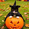 cat, black_and_white_cat, witch_hat, costume, halloween, pumpkin, jack_o_lantern, autumn, fallen_leaves, garden, grass, outdoor, spooky, holiday, pet, animal, yellow_eyes, portrait, centered_composition, seasonal_decoration