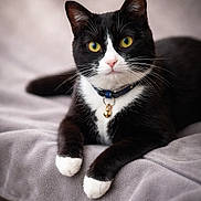 Baby is registered to the contest to win money with this photo: cat, tuxedo_cat, pet, animal, feline, collar, bell, yellow_eyes, black_and_white, whiskers, paws, soft_blanket, indoor, cute, relaxed, portrait, close_up, fur, alert, domestic_cat