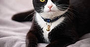 Baby is registered to the contest to win money with this photo: alert, animal, bell, black_and_white, cat, close_up, collar, cute, domestic_cat, feline, fur, indoor, paws, pet, portrait, relaxed, soft_blanket, tuxedo_cat, whiskers, yellow_eyes