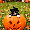 Baby is registered to the contest to win money with this photo: cat, tuxedo_cat, witch_hat, pumpkin, jack_o_lantern, halloween, autumn, fallen_leaves, outdoor, grass, garden, spooky, costume, black_and_white, white_paws, yellow_eyes, portrait, pet, seasonal_decoration, playful