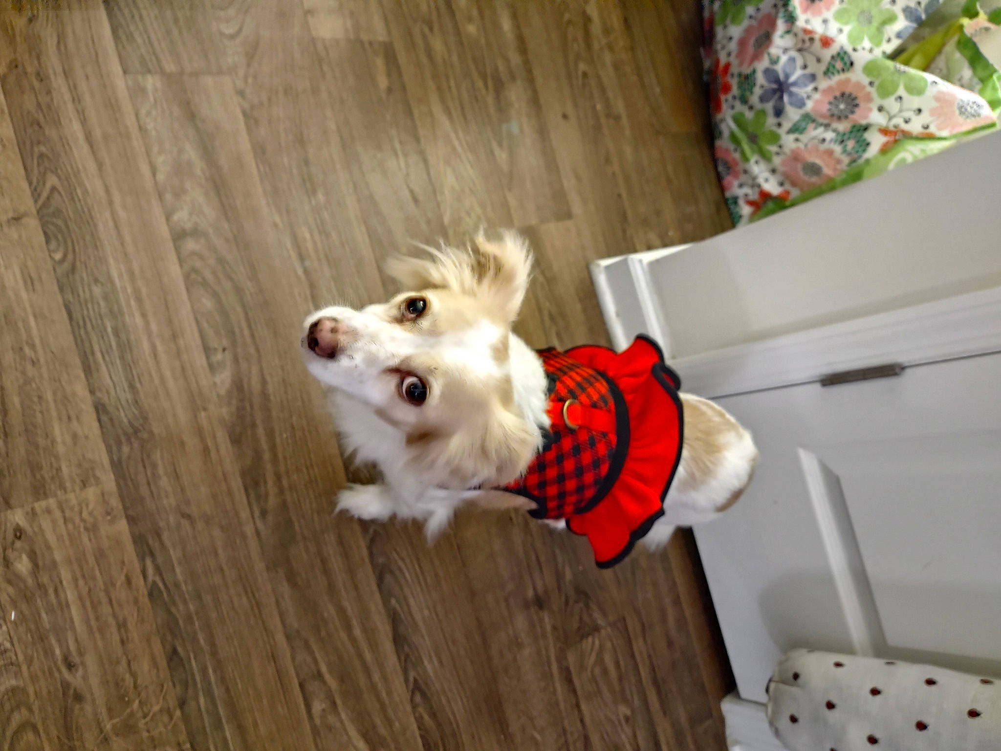 Susie Q joined the competition — help win amazing prizes! carnivore, chair, collar, companion_dog, dog, dog_breed, dog_clothes, dog_collar, dog_supply, fawn, floor, flooring, fur, hardwood, leash, pet_supply, tail, volpino_italiano, wood, working_animal