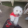 animal, bandana, concrete_floor, dog, flower_pattern, fluffy, garden, happy, jumping, outdoor, patio, person, pet, plastic_chair, playful, red_bandana, skirt, summer, tongue_out, white_dog