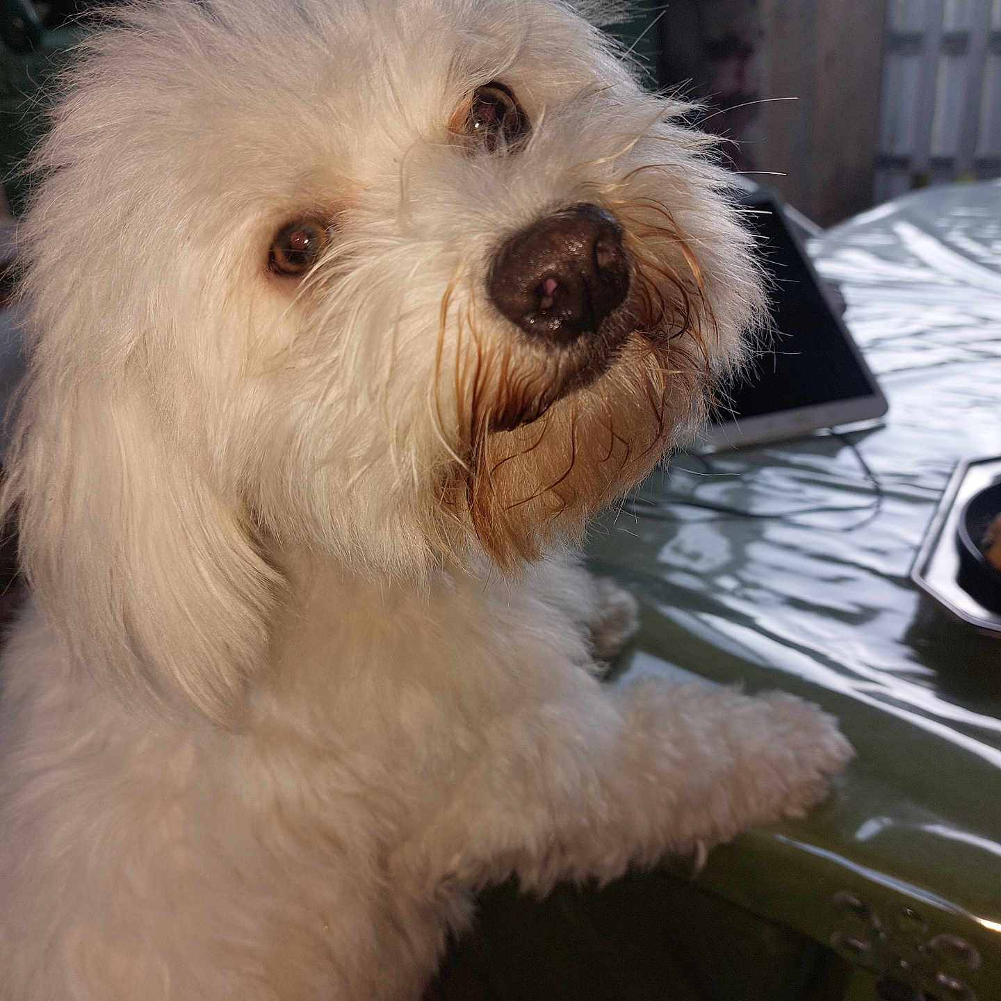 Neige participe au concours pour gagner de l'argent avec cette photo : animal, boat, canine, cockerspaniel, couch, dog, eskimodog, furniture, machine, pet, poodle, puppy, spoke, terrier, transportation, vehicle, whitedog