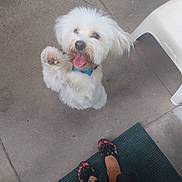 Neige a rejoint le concours — aidez-le/la à gagner de superbes lots ! animal, black_clothing, companion, concrete_floor, cute, dog, footwear, happy, jumping, looking_up, mat, outdoor, paw, pet, plastic_chair, playful, sandals, toenails, tongue_out, white_dog