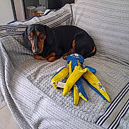 Verdi a rejoint le concours — aidez-le/la à gagner de superbes lots ! dog, dachshund, black_and_tan, pet, canine, lying_down, sofa, couch, blanket, cushion, toy, plush_toy, shredded_toy, octopus_toy, indoor, home, living_room, resting, alert, portrait
