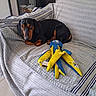 dog, dachshund, black_and_tan, pet, canine, lying_down, sofa, couch, blanket, cushion, toy, plush_toy, shredded_toy, octopus_toy, indoor, home, living_room, resting, alert, portrait