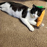 Alfie is registered to the contest to win money with this photo: animal, black_and_white, carpet, carrot_toy, cat, cozy, cute, domestic, feline, fur, indoor, lying_down, paw, pet, plush_toy, relaxed, resting, sleepy, toy, whiskers