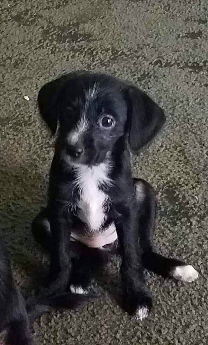 Olivia is registered to the contest to win money with this photo: beagador, borador, border_collie, canidae, carnivore, dog, dog_breed, great_dane, guard_dog, hunting_dog, labrador_retriever, mammal, patterdale_terrier, pointer, puppy, rare_breed_dog, sporting_group, street_dog, vertebrate