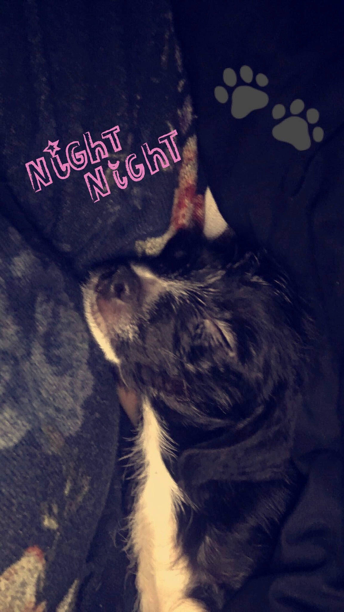 Olivia joined the competition — help win amazing prizes! canidae, carnivore, cat, dog, dog_breed, ear, fur, night, paw, photo_caption, puppy, sky, snout, sporting_group, tail, whiskers