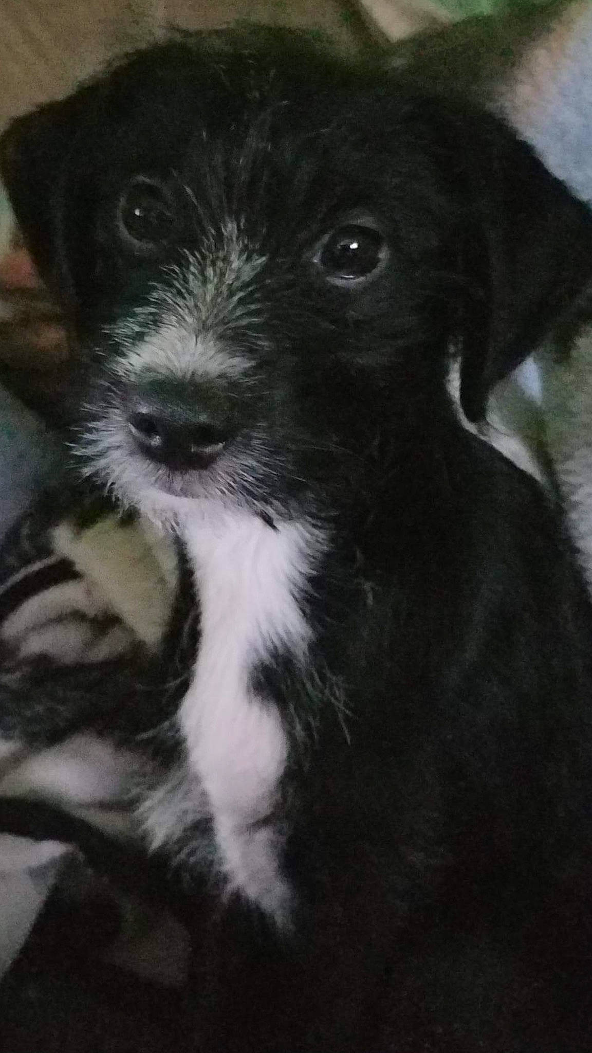 Olivia joined the competition — help win amazing prizes! canidae, carnivore, companion_dog, dog, dog_breed, fox_terrier, mammal, patterdale_terrier, puppy, rare_breed_dog, snout, sporting_group, vertebrate