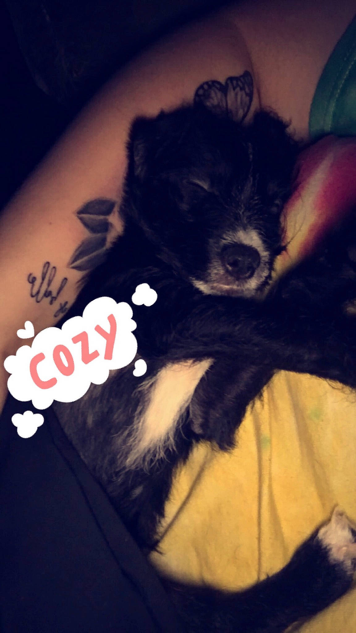 Olivia joined the competition — help win amazing prizes! canidae, carnivore, companion_dog, dog, dog_breed, ear, morkie, non_sporting_group, pomeranian, puppy, puppy_love, schnoodle, shih_tzu, toy_dog