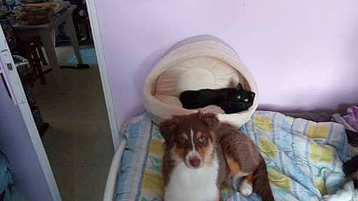 Noah participe au concours pour gagner de l'argent avec cette photo : australian_shepherd, border_collie, canidae, carnivore, companion_dog, dog, dog_breed, mammal, puppy, sporting_group