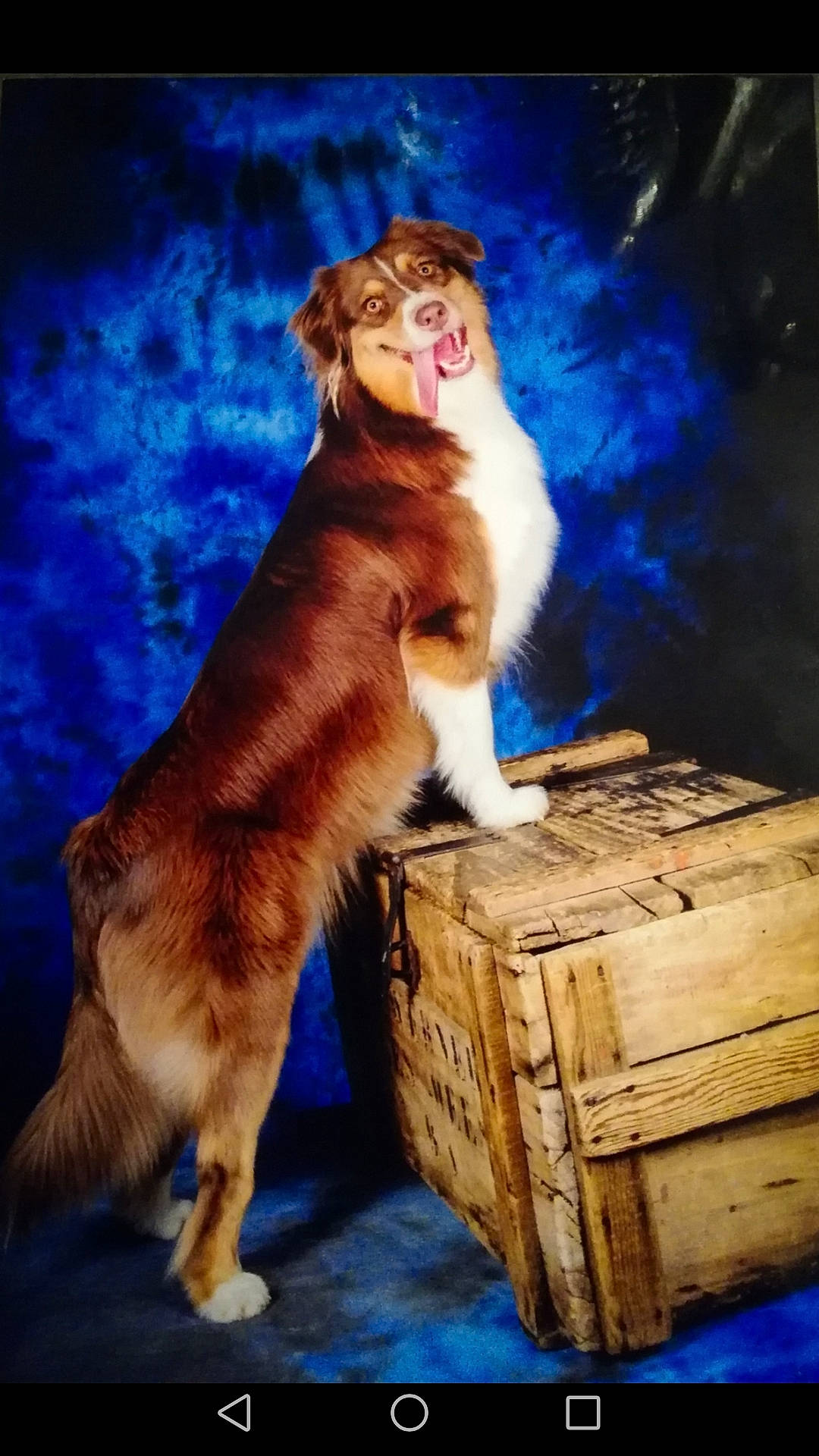 Omalla  a rejoint le concours — aidez-le/la à gagner de superbes lots ! american_curl, canidae, carnivore, cat, felidae, fur, norwegian_forest_cat, small_to_medium_sized_cats, sporting_group, whiskers