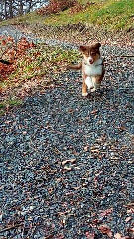 Omalla a rejoint le concours — aidez-le/la à gagner de superbes lots ! aegean_cat, canidae, carnivore, dog, dog_breed, fawn, grass, gravel, soil, tail