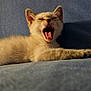 animal, bodypart, canine, cat, couch, dog, face, furniture, head, kitten, manx, mouth, person, pet, photography, portrait, siamese, teeth, tongue, whitedog