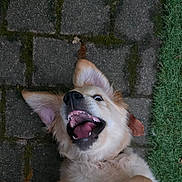Rufus a rejoint le concours — aidez-le/la à gagner de superbes lots ! dog, golden_retriever, puppy, happy, playful, tongue_out, pet, animal, outdoor, grass, pavement, leaf, ear, fur, lying_down, smile, closeup, muzzle, teeth, canine
