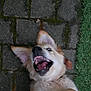 dog, golden_retriever, puppy, happy, playful, tongue_out, pet, animal, outdoor, grass, pavement, leaf, ear, fur, lying_down, smile, closeup, muzzle, teeth, canine