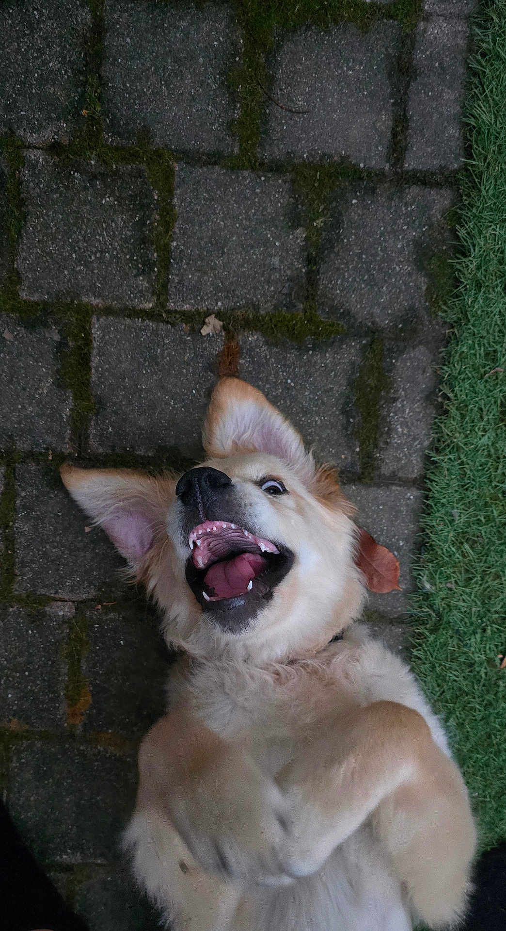 Rufus a rejoint le concours — aidez-le/la à gagner de superbes lots ! dog, golden_retriever, puppy, happy, playful, tongue_out, pet, animal, outdoor, grass, pavement, leaf, ear, fur, lying_down, smile, closeup, muzzle, teeth, canine