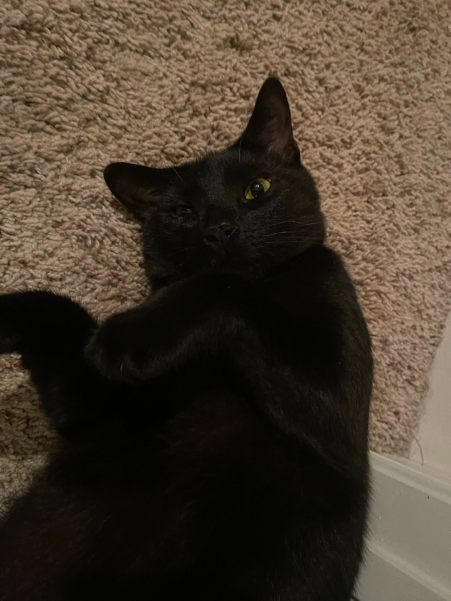 Alfred joined the competition — help win amazing prizes! black_cat, carnivore, cat, domestic_short_haired_cat, felidae, fur, grey, shadow, small_to_medium_sized_cats, snout, tail, terrestrial_animal, tints_and_shades, whiskers