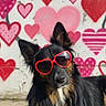 accessory, animal, black_dog, brown_fur, close_up, cute, dog, fashion, graffiti, heart_graffiti, heart_shaped_sunglasses, long_fur, love, outdoor, pet, portrait, sunglasses, sunlight, valentines, wall