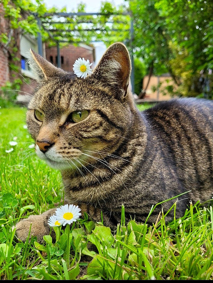 Arty participe au concours pour gagner de l'argent avec cette photo : carnivore, cat, domestic_short_haired_cat, felidae, flower, fur, garden, grass, groundcover, herb, herbaceous_plant, lawn_ornament, plant, shrub, small_to_medium_sized_cats, tail, terrestrial_animal, tree, whiskers, wildlife