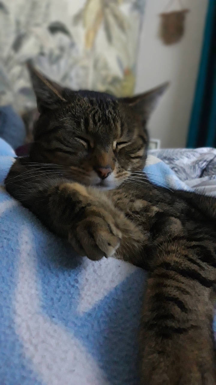 Arty participe au concours pour gagner de l'argent avec cette photo : carnivore, cat, claw, comfort, domestic_short_haired_cat, felidae, fur, mammal, paw, sitting, small_to_medium_sized_cats, snout, tail, terrestrial_animal, tree, vertebrate, whiskers, wildlife