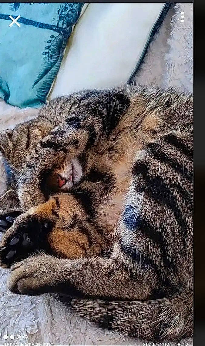 Arty a rejoint le concours — aidez-le/la à gagner de superbes lots ! big_cats, carnivore, cat, claw, comfort, domestic_short_haired_cat, fawn, felidae, foot, fur, grass, human_leg, pattern, paw, small_to_medium_sized_cats, snout, tail, terrestrial_animal, whiskers, wildlife