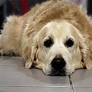 Maya participe au concours pour gagner de l'argent avec cette photo : animal, canine, cockerspaniel, dog, eskimodog, goldenretriever, hound, labradorretriever, person, pet, puppy, sleeping, snout, whitedog